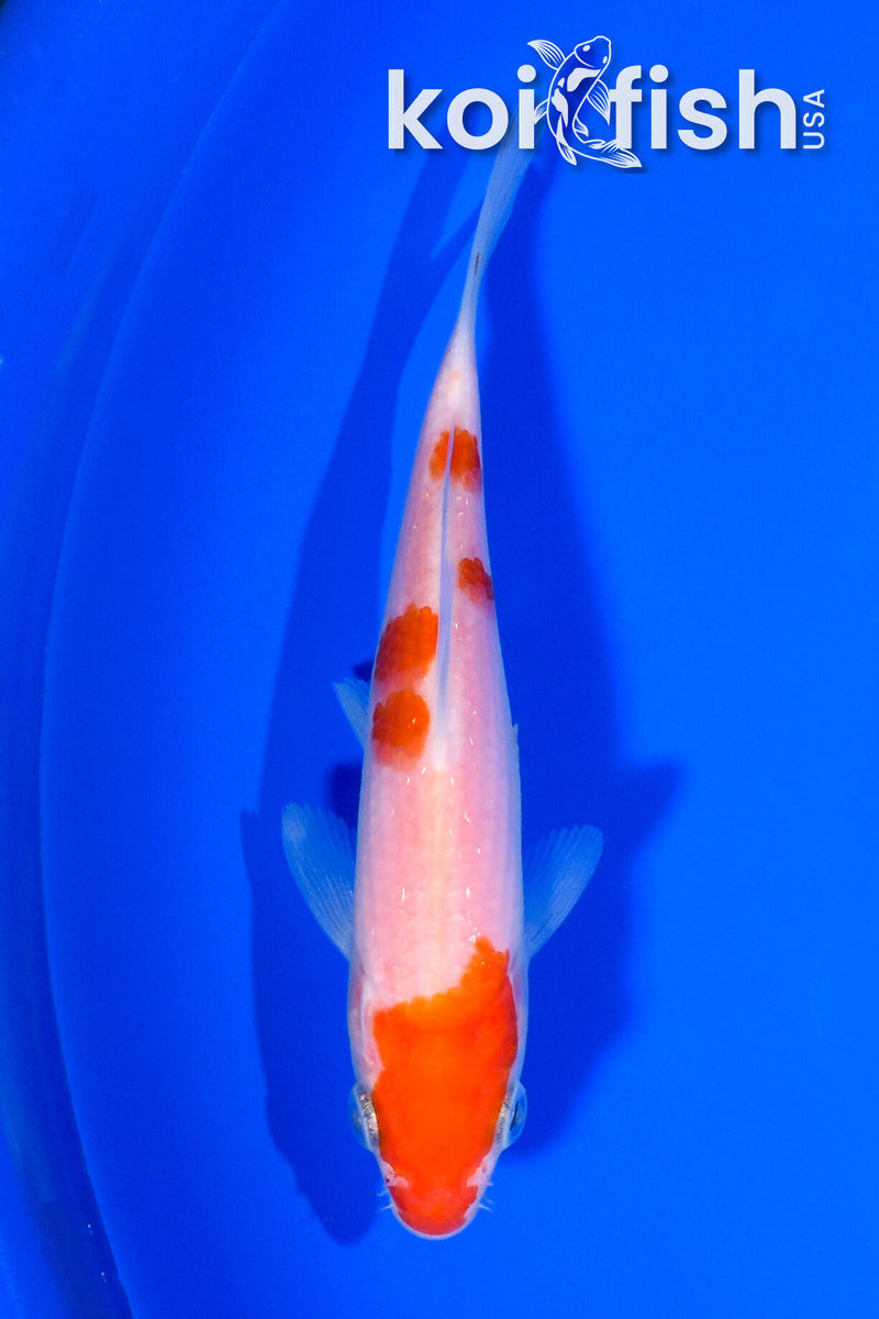 5.25" KOHAKU