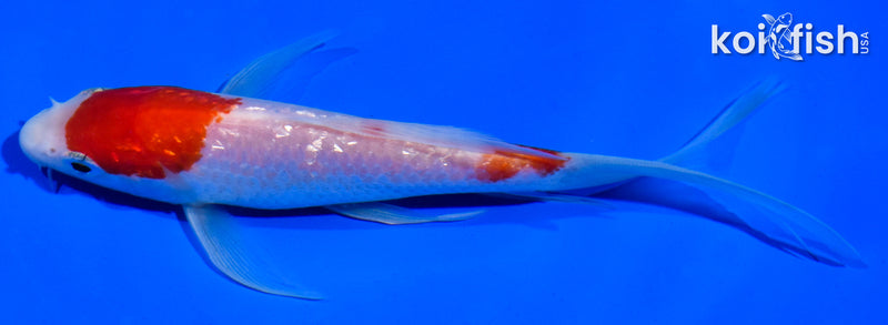 5.5" GINRIN KOHAKU BUTTERFLY