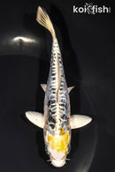 5.75" ARAGOKE KIN KIKOKURYU