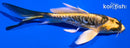 4.5" KIN KIKOKURYU BUTTERFLY