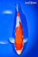 11" GINRIN KUCHIBENI KOHAKU