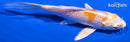 5" LEMON HARIWAKE BUTTERFLY