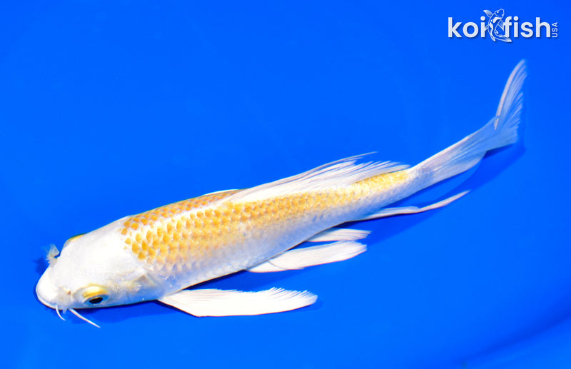 7.5" LEMON HARIWAKE BUTTERFLY
