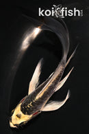 4.5" KIN KIKOKURYU BUTTERFLY