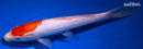 10" DOITSU KOHAKU