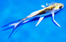 4" KIN KIKOKURYU BUTTERFLY