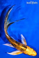 5.75" HEISEI NISHIKI BUTTERFLY