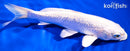 6" GINRIN PLATINUM OGON
