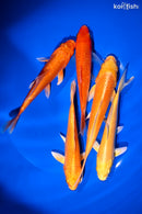 PACK OF (5) 5-6" STANDARD KOI