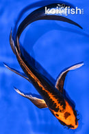 6" BENI KIKOKURYU BUTTERFLY