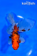6.25" CALICO WATONAI GOLDFISH