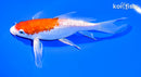 6.75" GINRIN HARIWAKE BUTTERFLY