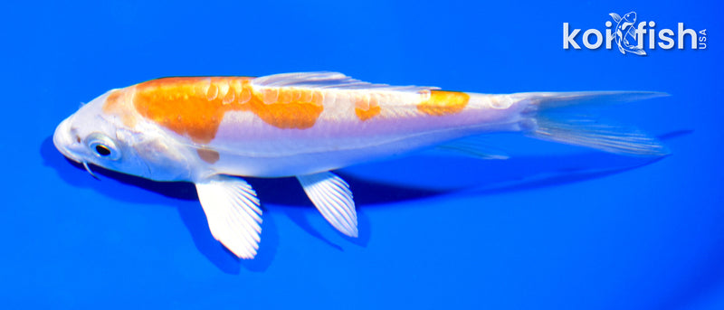 5" INAZUMA KIKUSUI