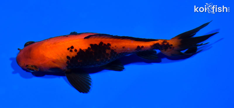 4.5" WAKIN GOLDFISH