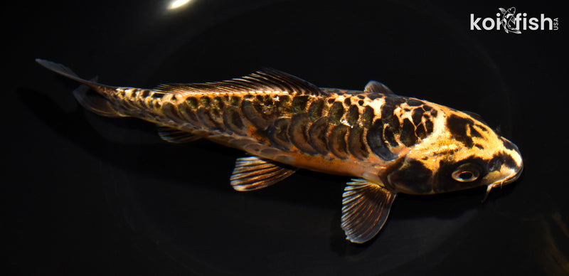 7.5" ARAGOKE BENI KIKOKURYU