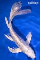9.75" GINRIN PLATINUM OGON BUTTERFLY