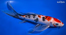 10" SANKE BUTTERFLY