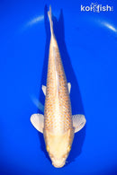 13.75" GINRIN YAMABUKI OGON