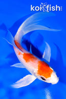 6" HARIWAKE BUTTERFLY