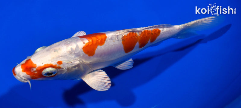 6.75" KIKUSUI