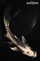 5.25" GINRIN KIKOKURYU BUTTERFLY