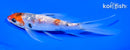 6" GINRIN SANKE BUTTERFLY