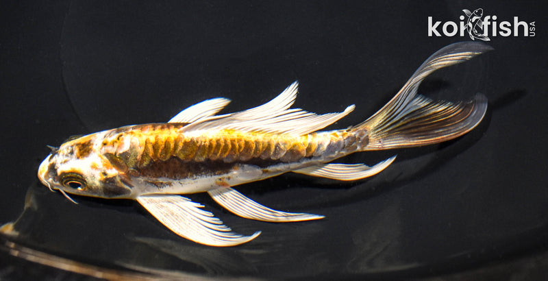 6.75" ARAGOKE KIN KIKOKURYU BUTTERFLY