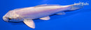 5.25" DOITSU PLATINUM OGON