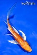 5.5" ARAGOKE ORENJI OGON BUTTERFLY