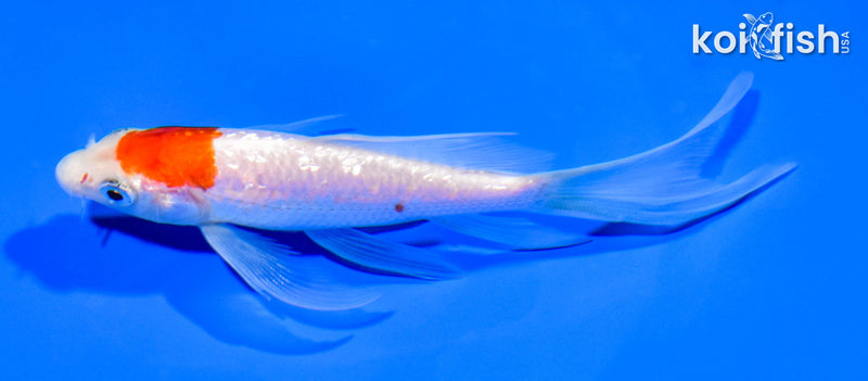 5.25" GINRIN KOHAKU BUTTERFLY