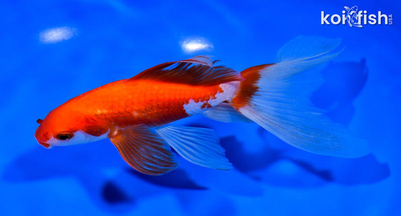 6.25" WATONAI GOLDFISH