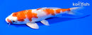 6" HARIWAKE