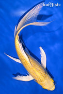 9.75" YAMABUKI OGON BUTTERFLY