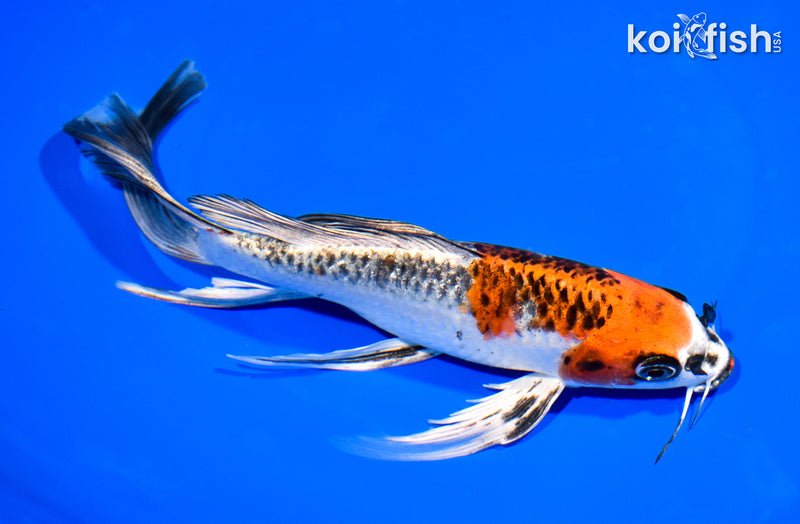 8.5" KUJAKU BUTTERFLY