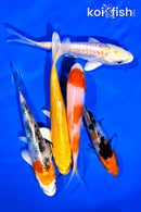 PACK OF (5) 4-5" STANDARD KOI