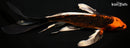 9" KUJAKU BUTTERFLY