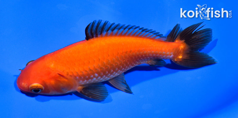 5.25" WAKIN GOLDFISH