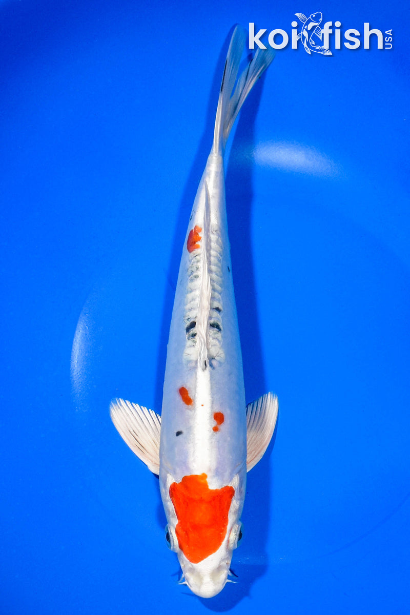 8.75" TANCHO HEISEI NISHIKI