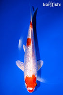 7.5" GINRIN HARIWAKE