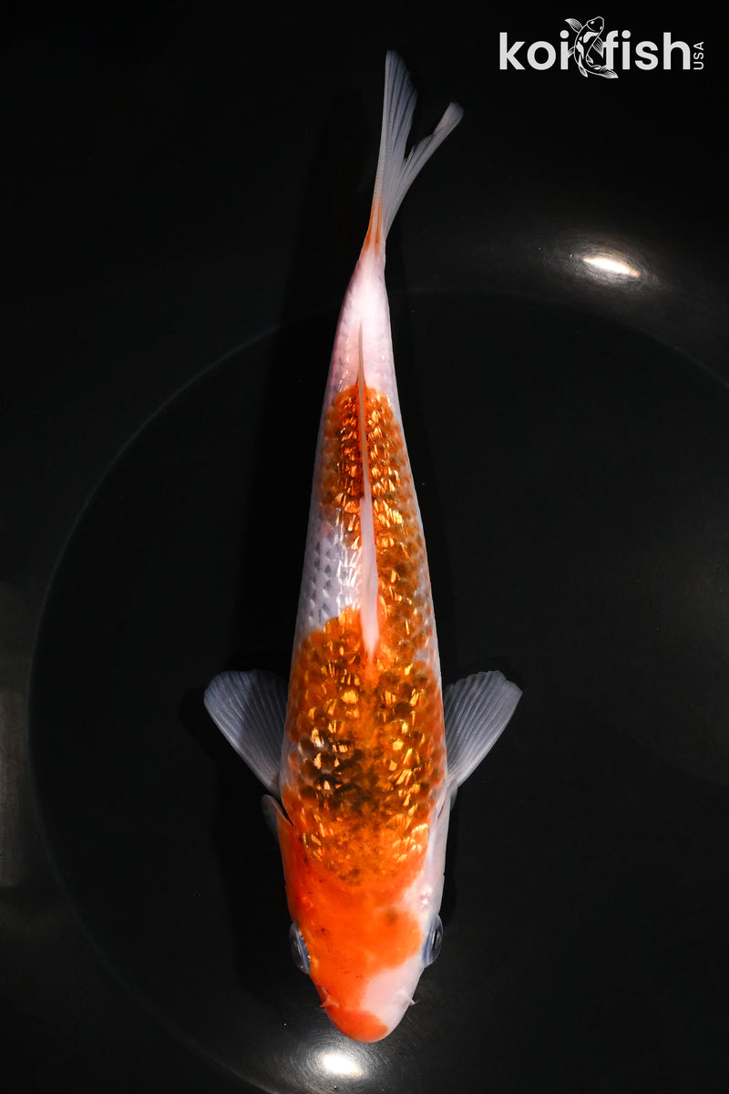 6.5" GINRIN GOROMO