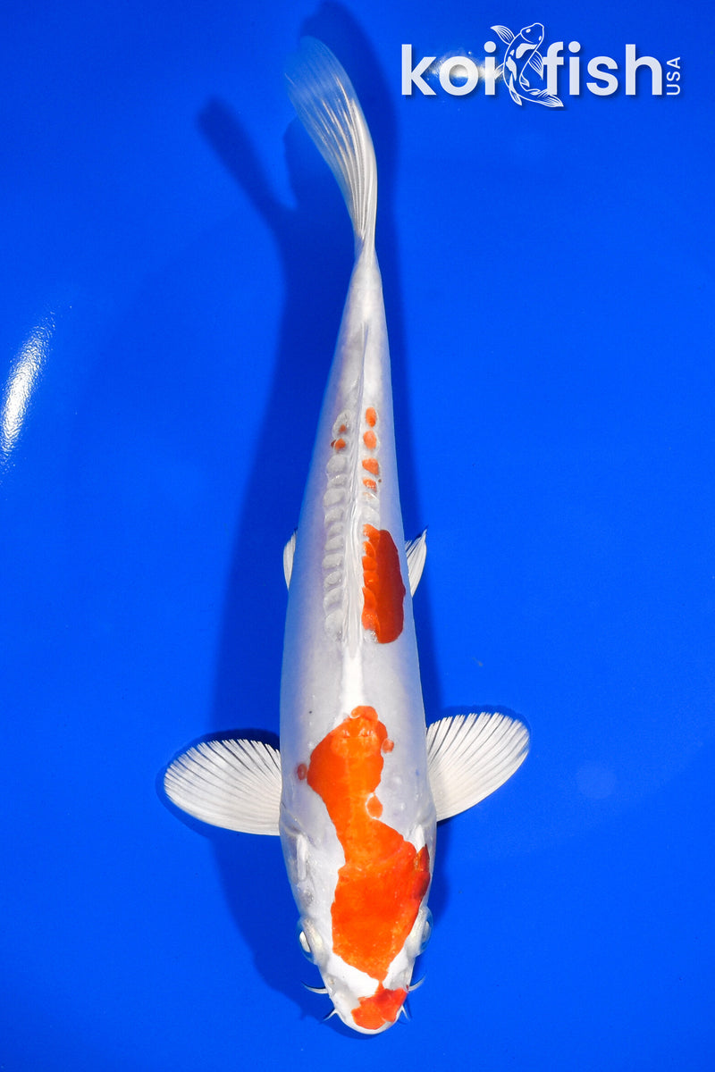 8" KIKUSUI