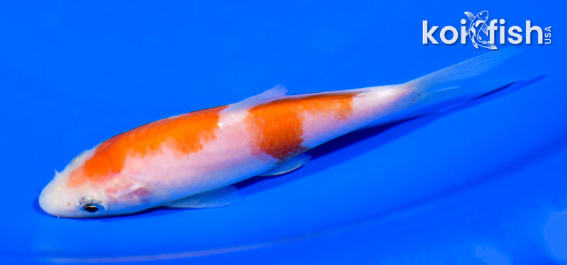 4.5" KOHAKU