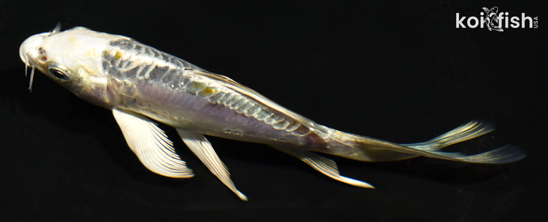 5.5" ARAGOKE KIN KIKOKURYU BUTTERFLY