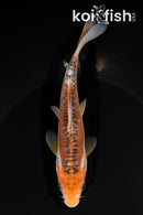 6.5" HI SHUSUI
