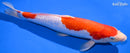 13" GINRIN KOHAKU