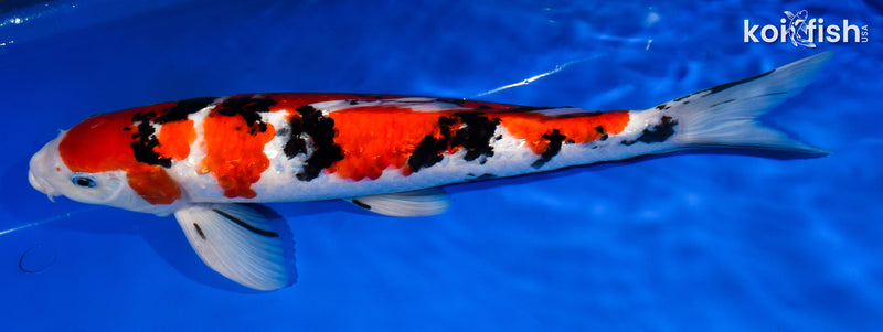 14" GINRIN SANKE