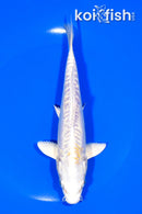 7" DOITSU LEMON HARIWAKE