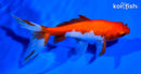 5.75" WATONAI GOLDFISH