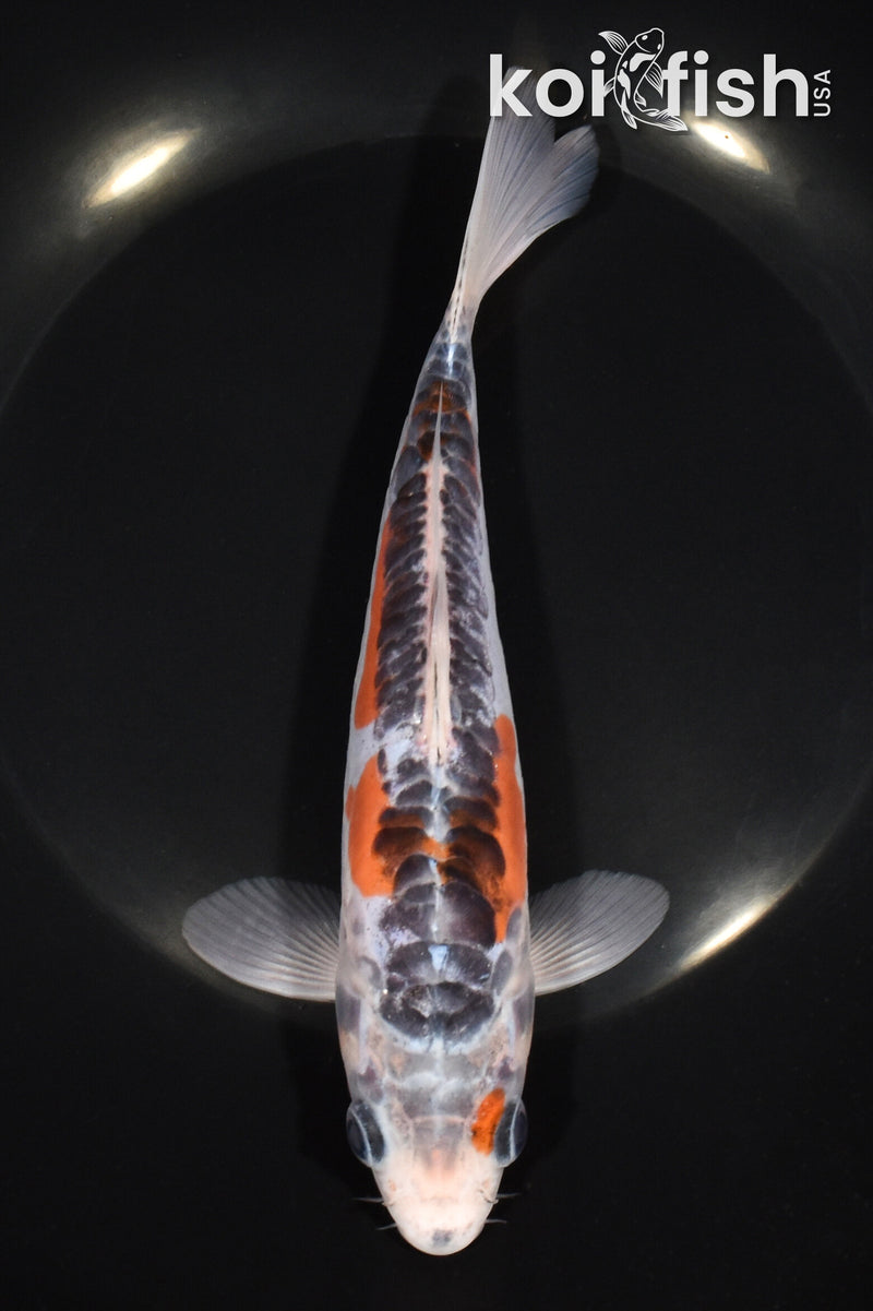 7.5" HI SHUSUI