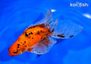 6.25" CALICO WATONAI GOLDFISH